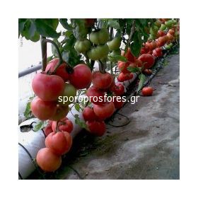 Tomatoes Linea F1