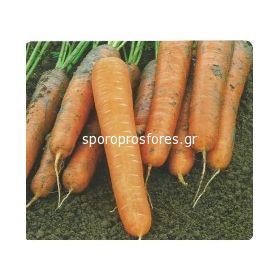 Carrots Maestro