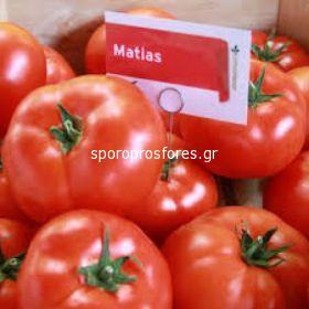 Tomatoes Matias F1