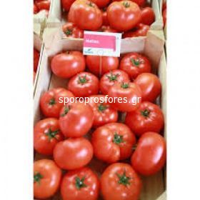 Tomatoes Matias F1