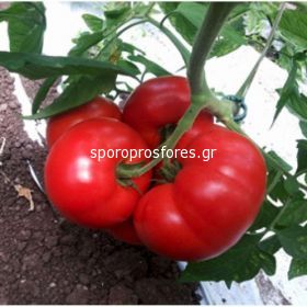 Tomatoes Matissimo F1