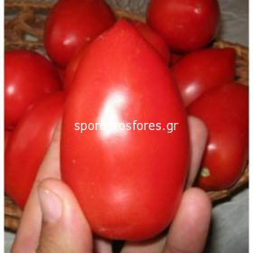 Tomatoes Monti F1