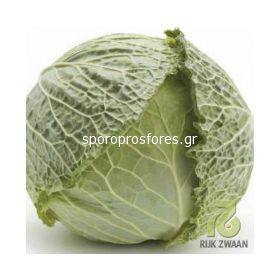 Cabbage Morama F1