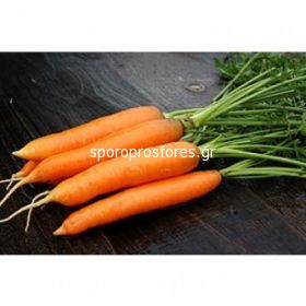 Carrots Napoli F1