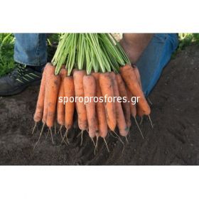 Carrots Newhall F1