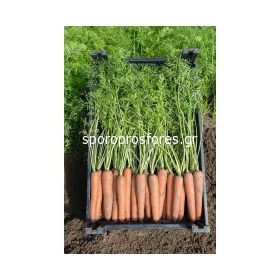 Carrots Newhall F1