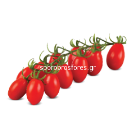 Tomato Cherry Ornela F1