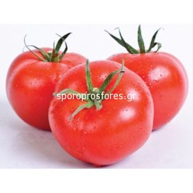 Tomatoes Behram F1