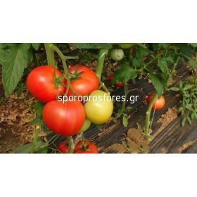Tomatoes Enki F1
