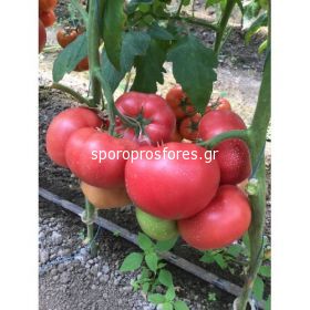 Tomatoes Pink Aidee / SV3026TG / F1