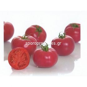 Tomatoes Pink Impression F1