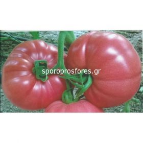 Tomatoes Pink Rock F1