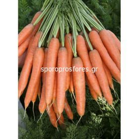 Carrots Presto F1