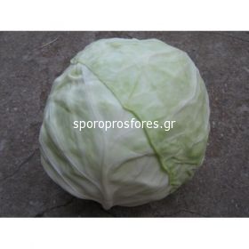 Cabbage Pruktor F1
