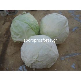 Cabbage Pruktor F1