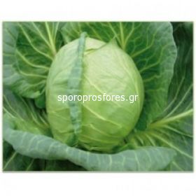 Cabbage Pushma F1
