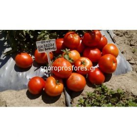 Tomatoes Red Bounty F1