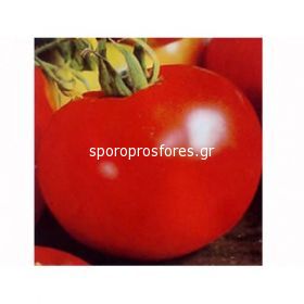 Tomatoes Robin F1