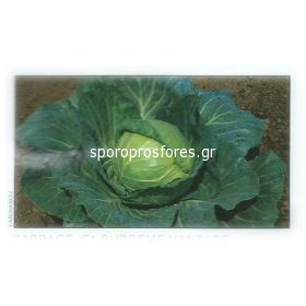 Cabbage Supreme Vantage F1