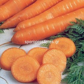 Carrots Nantes 5 - Samson