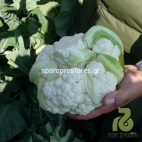 Cauliflower Santamaria F1