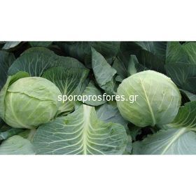 Cabbage Sarmalin F1