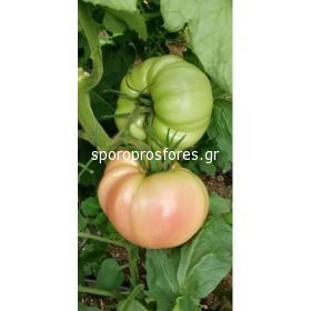Tomatoes Sonarosa F1