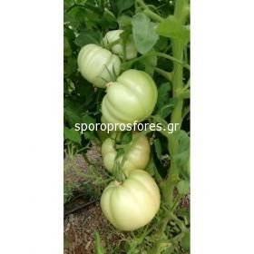 Tomatoes Sonarosa F1