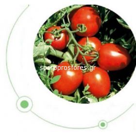 Tomatoes Surya F1