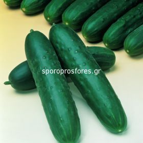 Cucumbers gherkins Timor F1