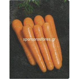 Carrots Tino F1