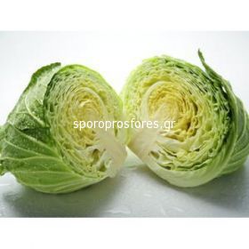 Cabbage Intelo F1