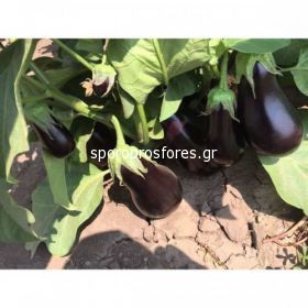 Eggplant Belen F1