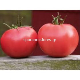Tomatoes VP 1