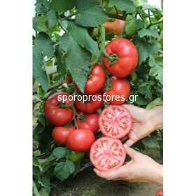 Tomatoes Manistella F1