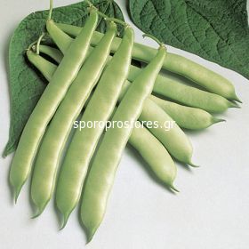 Moncayo green beans