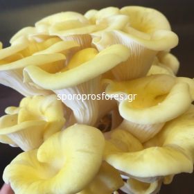 Μανιτάρια Golden Oyster / Pleurotus citrinopileatus