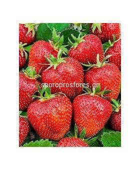 Strawberry Ostara (year-round)
