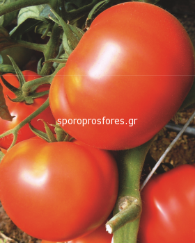 Tomatoes Roker VF