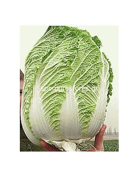 Chinese Cabbage Richi F1