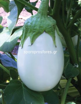 Eggplant Neve F1