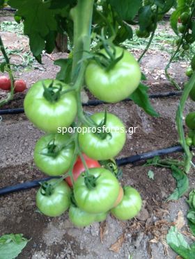 Tomatoes Pink Charmer F1 (Lycopersicum esculentum Mill)