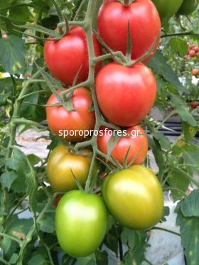 Tomatoes Morigami F1