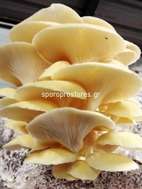 Mushrooms Golden Oyster / Pleurotus citrinopileatus