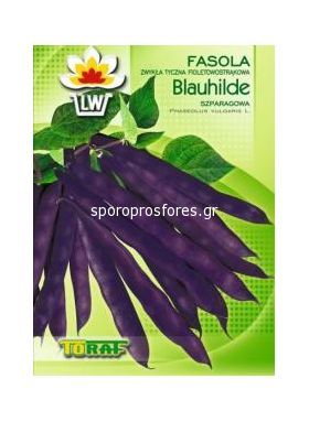 Bean purple Blauhilde