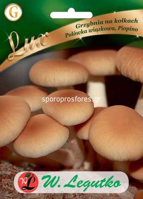 Mushrooms Velvet Pyopin / Agrocybe aegerita