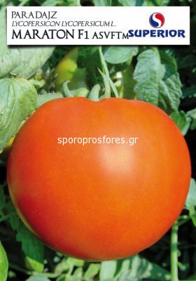 Tomatoes Maraton F1