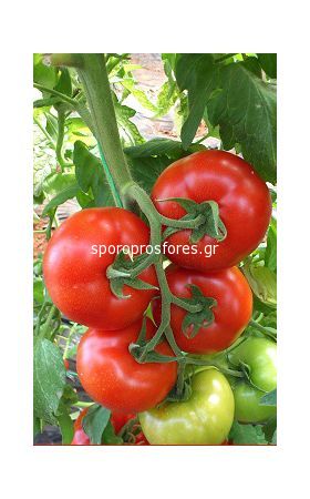 Tomatoes Primadona F1