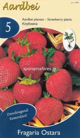 Φράουλες Ostara (year-round)