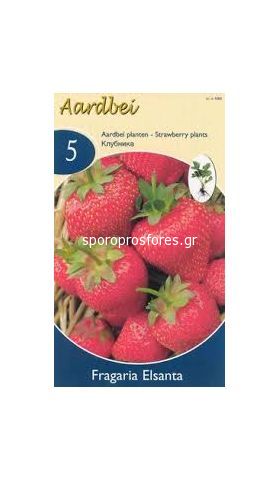 Strawberries Elsantha